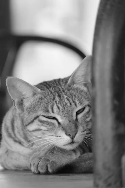 Pisică Maro Ochi Frumoși Galbeni — Fotografie, imagine de stoc