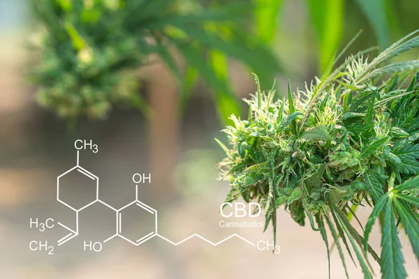 Plantas Cannabis Que Crescem Fazendas Livre Foto Com Fórmula Cbd — Fotografia de Stock