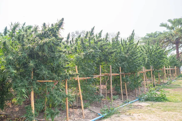 Plantas Cannabis Que Crecen Campo Cultivo Cannabis Hojas Marihuana Texturizada — Foto de Stock