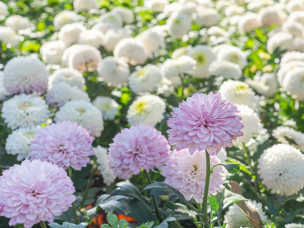 Beautiful pompom chrysanthemums are blooming in a garden.
