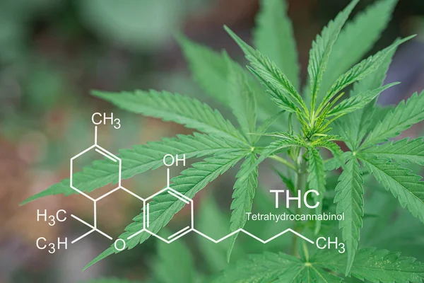 Kenevir bitkileri açık hava çiftliklerinde yetişiyor. Fotoğraf: THC (tetrahydrocannabinol). Yakın plan. Tıbbi amaçlı esrar tarlası kavramı.