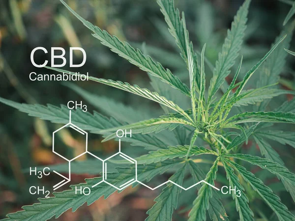 生长在室外农场的大麻植物 照片与公式Cbd 大麻酚 医疗用大麻种植概念 — 图库照片
