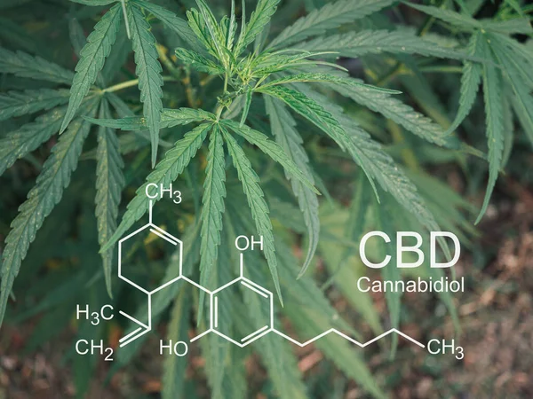 生长在室外农田的大麻植物 照片与公式Cbd 大麻酚 特写照片 医疗用大麻种植概念 — 图库照片