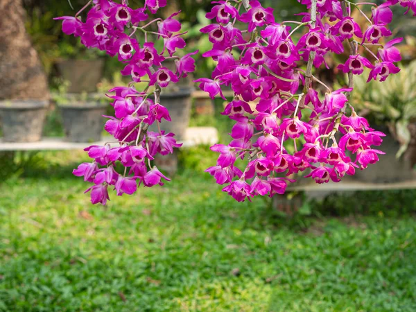 Beautiful Purple Orchids Blooming Garden Nature Background Space Text — Stock Photo, Image