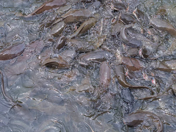 Gölette Birçok Yayın Balığı Yiyecek Bekliyor Tam Kare Fotoğraf Kapat — Stok fotoğraf