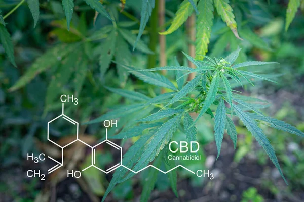 新鲜的绿色大麻叶药用植物 在农场种植有机大麻药草 有纹理的大麻叶子 照片与公式Cbd 大麻酚 医疗用大麻种植概念 — 图库照片