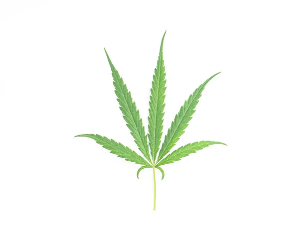 Vista Superior Folhas Cannabis Verde Isoladas Fundo Branco Crescimento Maconha — Fotografia de Stock