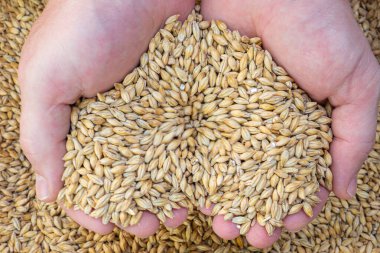 Elleriniz kuru arpa taneli malt karışımını yemek ve içecek üretiminde tutar. Malttan el yapımı bira yapma süreci. Ev yapımı alkollü içecek kavramı.