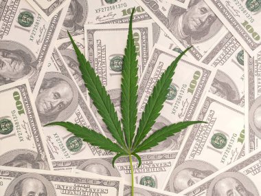 ABD doları üzerinde kenevir yaprağı. Alternatif tıp. Tam kare fotoğraf. Çiftlikte organik kenevir bitkisi yetiştiriyorum. Tıbbi konsept için marihuana tarlası.