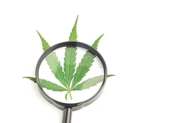 Vista Superior Hoja Cannabis Lupa Aislada Sobre Fondo Blanco Acostado Imagen De Stock