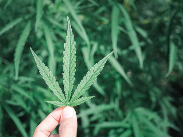 Primer Plano Mano Sosteniendo Una Hoja Cannabis Imagen De Stock
