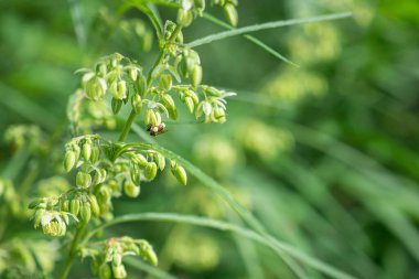 Taze yeşil kenevir yaprakları ve erkek tomurcukları çiçek şifalı bitkiler. Çiftlikte organik kenevir bitkisi yetiştiriyorum. Yakın plan fotoğraf. Dokulu marihuana yaprakları. Tıbbi konsept için marihuana tarlası.