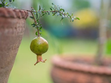 Bahçedeki bir ağaç dalında asılı yeşil nar meyvesi. Yakın plan fotoğraf..