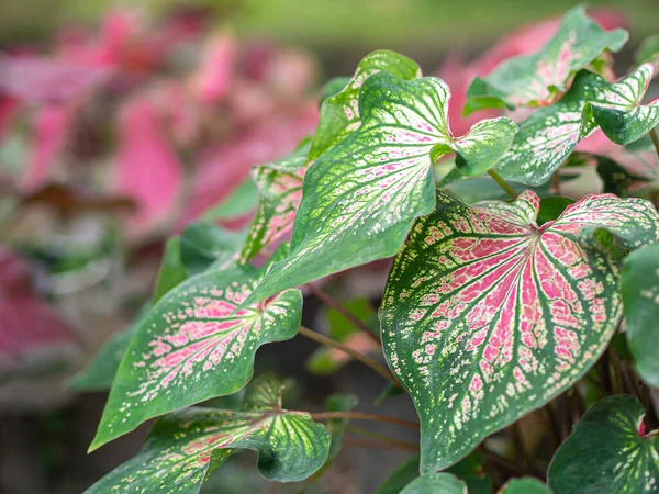 Caladium Bicolor Yang Indah Atau Ratu Tanaman Berdaun Kebun Berwarna — Stok Foto