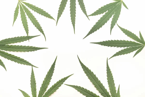 Vista Superior Folhas Cannabis Verde Isoladas Fundo Branco Medicina Alternativa Fotografia De Stock