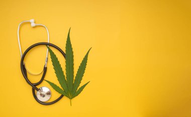 Sarı arka planda yeşil kenevir yaprakları ve steteskop bulunuyordu. Alternatif tıp. Çiftlikte organik kenevir bitkisi yetiştiriyorum. Tıbbi konsept için marihuana tarlası.