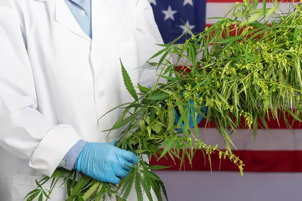 A scientist wearing gloves holding a cannabis tree against the background of the United States flag. Commercial cannabis medicine higher value and trade profit up trends.