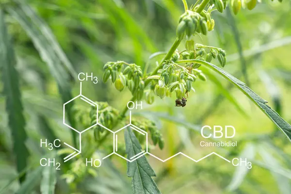 Friss Zöld Kannabiszlevél Gyógynövény Bio Kannabisznövény Termesztése Farmon Texturált Marihuána — Stock Fotó