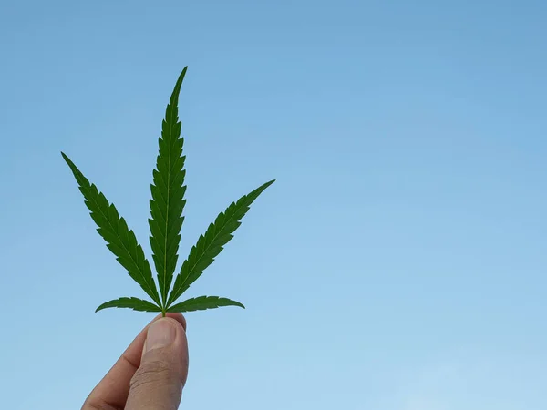 Hand of holding cannabis leaf with the sky background. The texture of marijuana leaves. Close-up photo with copy space for text. Concept of cannabis plantation for medical.