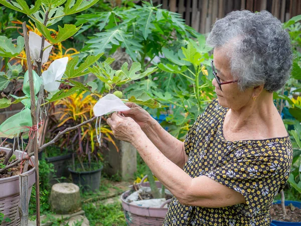 Portrait of an elderly Asian woman using a cover bag of unripe fig fruit growth on a branch for protecting bugs. Vitamins fruit. Space for text. Concept of fruits healthy and healthcare.