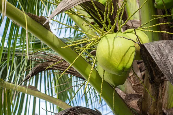 Close-up of the green coconuts growing on the coconut tree in the garden. Health fruits concept.