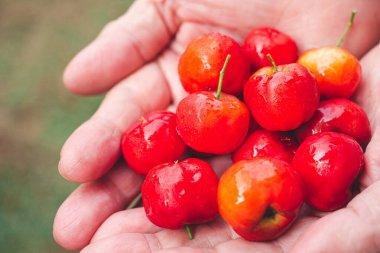 Kırmızı acerola, tabiat kökenli yaşlı bir kadına vişne verir. Yüksek C vitamini ve antioksidan meyveler. Yakın plan. Mesaj için yer var. Sağlıklı meyve kavramı.
