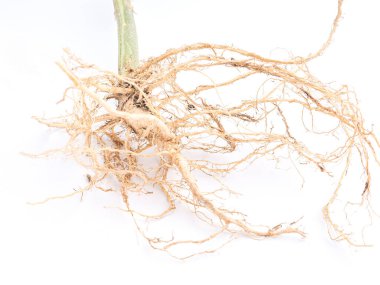 Kenevir bitkisinin kökü beyaz bir arka planda izole edilmiş. Tıbbi ve iş konsepti için marihuana tarlası.