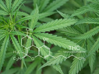 Taze yeşil kenevir bitkisi. Çiftlikte organik kenevir bitkisi yetiştiriyorum. Tıbbi tetrahydrocannabinol, kimyasal formül THC. Yakın plan kenevir. Tıbbi konsept için marihuana tarlası.
