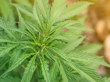 Taze yeşil kenevir bitkisi. Çiftlikte organik kenevir bitkisi yetiştiriyorum. Yakın plan kenevir. Tıbbi konsept için marihuana tarlası.