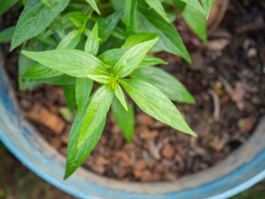 Andrographis panikleme tesisine yakın çekim. Mesaj için yer var. Bitkisel, ilaç ve sağlık hizmetleri kavramı.