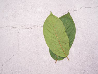 Mitragyna Speciosa veya Kratom 'un üst görüntüsü metin için kopyalama alanı olan beton zeminde kalır. Yakın plan fotoğraf. Tıbbi ve bitkisel konsept.