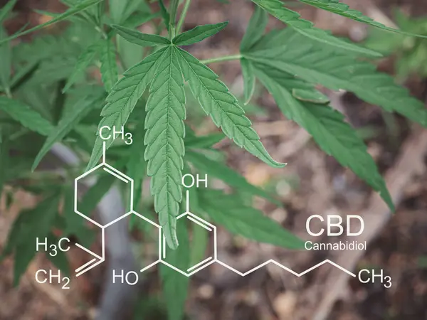 生长在室外农场的大麻植物 照片与公式Cbd 大麻酚 医疗用大麻种植概念 — 图库照片