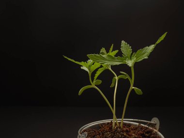 Siyah arka planda saksıda esrar filizleniyor. Marihuana yaprakları. Yakın plan fotoğraf. Tıbbi ve iş için esrar tarlası kavramı