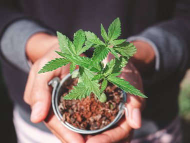 Elinde esrar bitkisi olan bir saksı tutan çiftçi. Marihuana tarlası kavramı