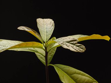 Avokado bitkisinin makro görüntüsü siyah arka planda izole edilmiş..