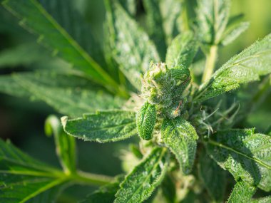 Esrar tomurcukları çiçek açar. Marihuana yapraklarının dokusu. Tıbbi ve iş için kenevir tarlası kavramı. Yakın plan fotoğraf.