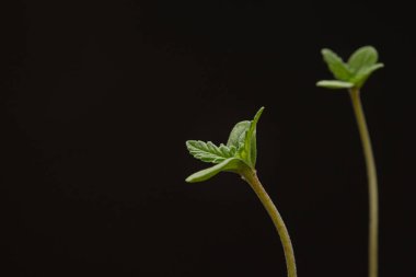 Siyah arka planda saksıda esrar filizleniyor. Marihuana yaprakları. Yakın plan fotoğraf. Tıbbi ve iş için esrar tarlası kavramı.