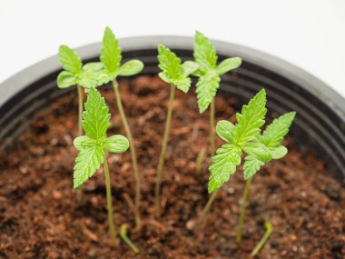 Beyaz bir arka planda saksıda esrar filizleniyor. Marihuana yaprakları. Yakın plan fotoğraf. Tıbbi ve iş için esrar tarlası kavramı.