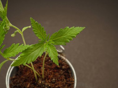 Esrar, bir saksı bitkisinin içinde siyah bir arka planda filizleniyor. Marihuana yaprakları. Yakın plan fotoğraf. Tıbbi ve iş için esrar tarlası kavramı.