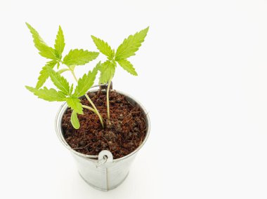 Saksıda yetişen kenevir filizleri beyaz bir arka planda izole edilmiş. Üst Manzara. Yakın plan. Tıbbi ve iş için esrar tarlası kavramı.