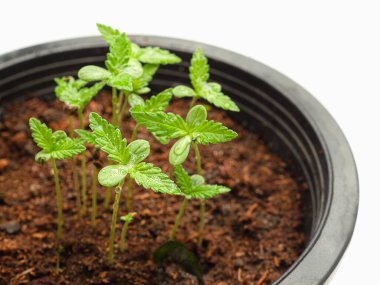Beyaz bir arka planda saksıda esrar filizleniyor. Marihuana yaprakları. Yakın plan fotoğraf. Tıbbi ve iş için esrar tarlası kavramı