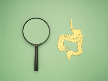 Sarı kağıt bağırsak ve yeşil arka planda büyüteç. Üst Manzara. Bağırsak sindirimi, mide sızıntısı, mide sağlığı, bağırsak, mide kanseri konsepti için probiyotikler ve prebiyotikler.