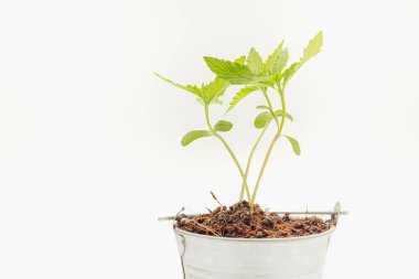 Beyaz bir arka planda saksıda esrar filizleniyor. Marihuana yaprakları. Yakın plan fotoğraf. Tıbbi ve iş için esrar tarlası kavramı
