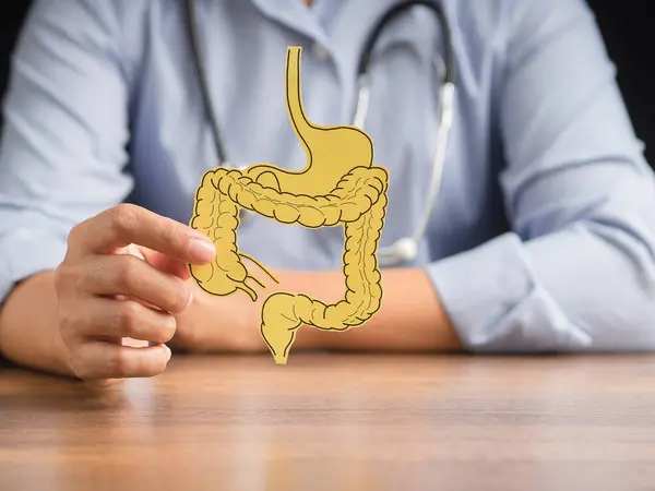 Doktor sarı kağıttan yapılmış kalın bir bağırsak şekli tutuyor. Kabızlık ve ishalin tedavisi ve önlenmesi. Bağırsak mikroflorası ve probiyotik. Yakın plan fotoğraf. Sağlık hizmetleri kavramı