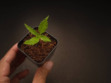 El ele tutuştuğumuz esrar fidanları. Marihuana yaprakları. Üst Manzara. Tıbbi ve iş için esrar tarlası kavramı