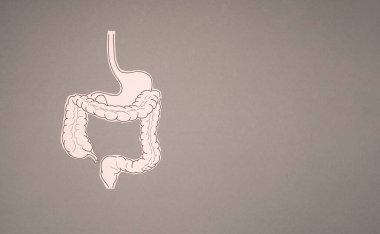 Gri bir arka plan üzerinde kağıttan yapılmış kalın bir bağırsak şekli. Kabızlık ve ishalin tedavisi ve önlenmesi. Bağırsak mikroflorası ve probiyotik. Üst Manzara. Mesaj için yer var. Sağlık hizmetleri kavramı