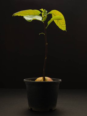 Avokado bitkisi siyah arka planda bir tencerede. Yakın plan fotoğraf. Sağlıklı meyve kavramı
