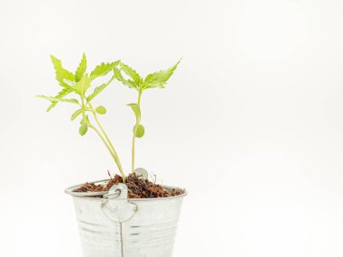 Beyaz arka planda saksıda esrar filizleniyor. Marihuana yaprakları. Yakın plan fotoğraf. Tıbbi ve iş için esrar tarlası kavramı