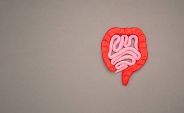 A large intestine shape made from plasticine over a gray background. Treatment and prevention of constipation and diarrhea. Intestinal microflora and probiotics. Space for text. Top view clipart