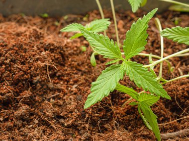 Saksıdaki kenevir fidanının yakın çekimi. Yakın plan fotoğraf. Tıbbi ve iş için marihuana tarlası kavramı